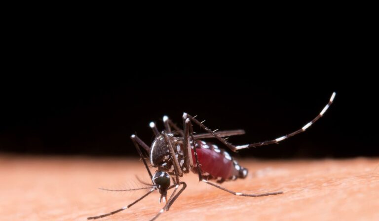 Na prevenção contra a dengue, como a sua cidade está se protegendo contra a dengue neste verão.